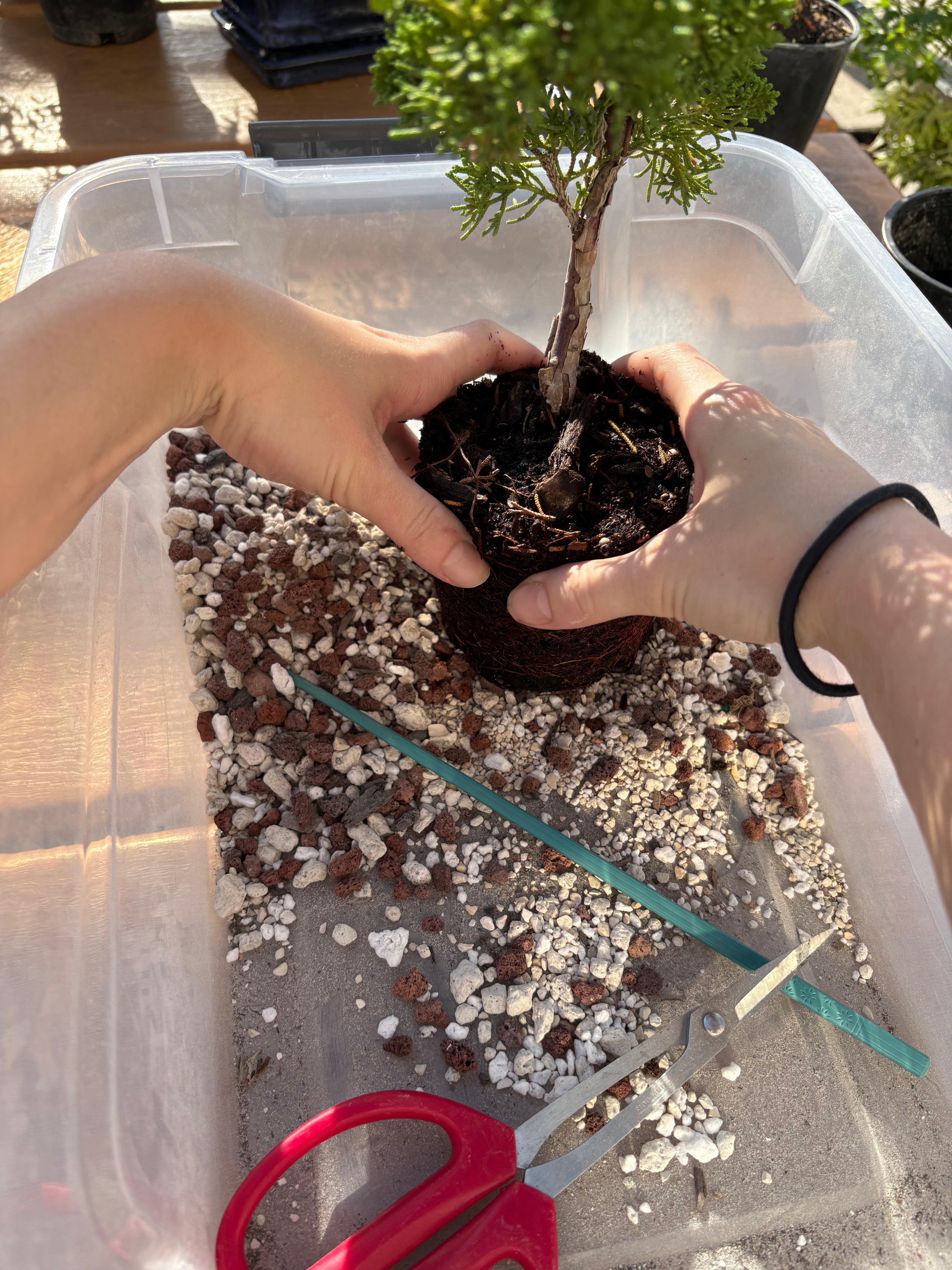 greenwood bonsai trees Bonsai & Beer at Downhill Brewing-Greenwood Village June 10th – Branch and Bloom Bonsai