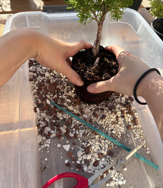 Beginner Bonsai Workshop @ 4 Noses Brewing Nov. 8th