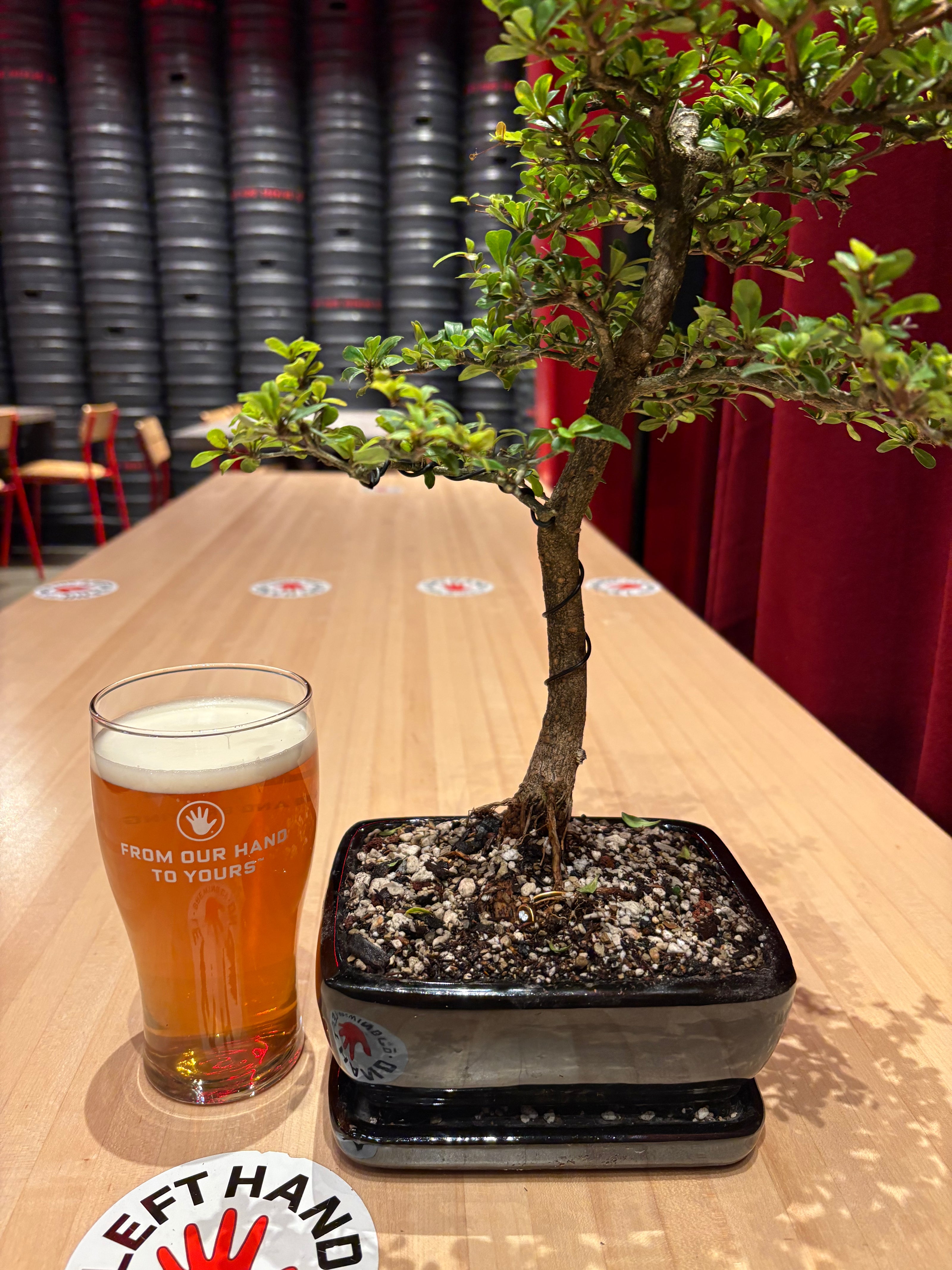 Bonsai & Beer at Left Hand Brewing-RiNo May 24th