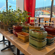 Bonsai and Beer at Sinners & Saints-Castle Rock Nov. 17th