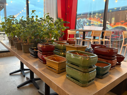 bierdeckel bonsai Bonsai & Beer at Downhill Brewing-Greenwood Village June 10th – Branch and Bloom Bonsai