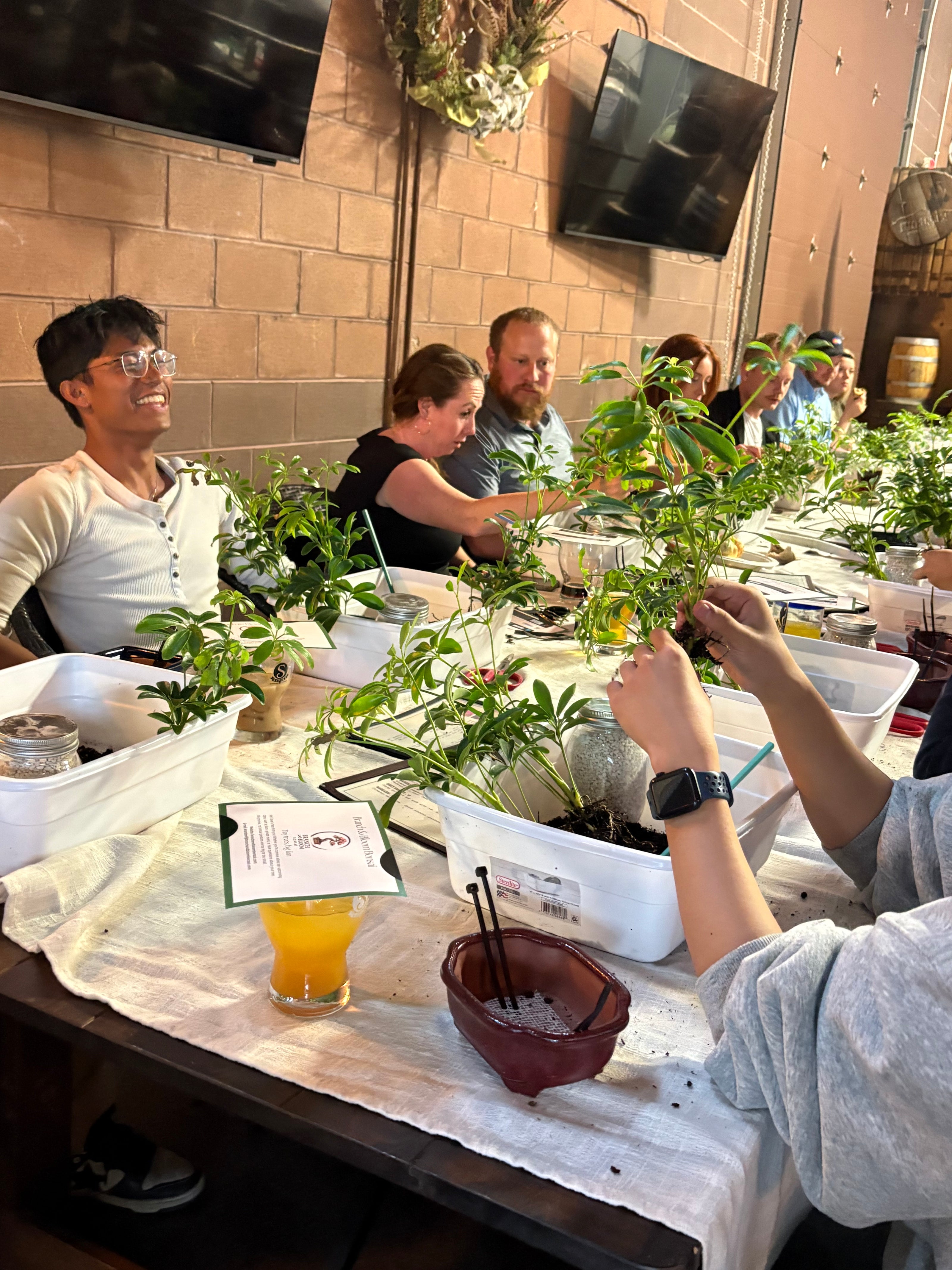 Bonsai & Beer at Satire Brewing-Thornton September 24th