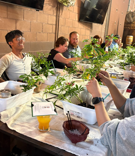 Bonsai & Beer at Resolute Brewing- Arvada September 11th