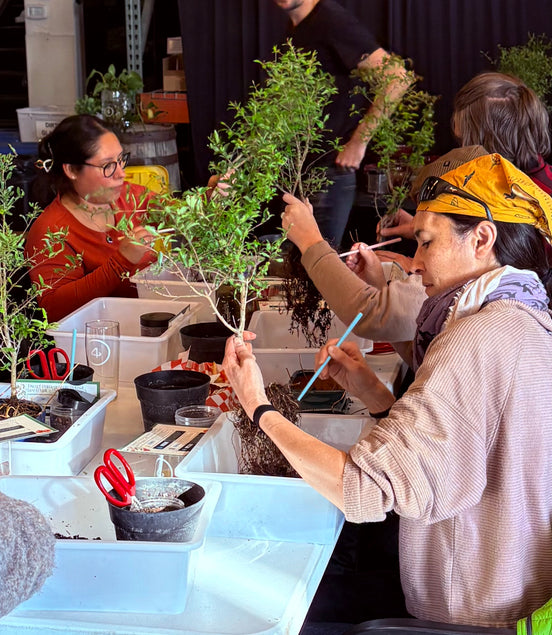 Bonsai & Beer at 4 Noses Brewing March 21st